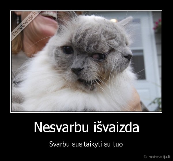 katinas,12, metu,tikrove