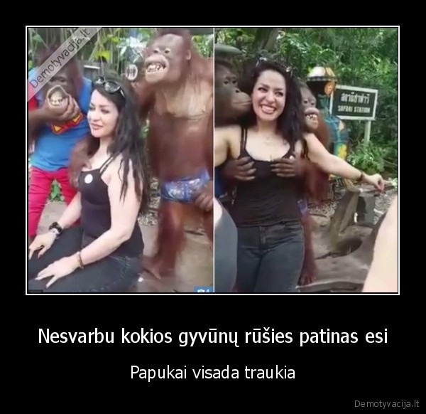 papai,orangutangas