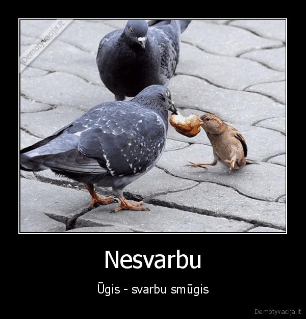 zvirblis,pauksciai,smugis,kiets