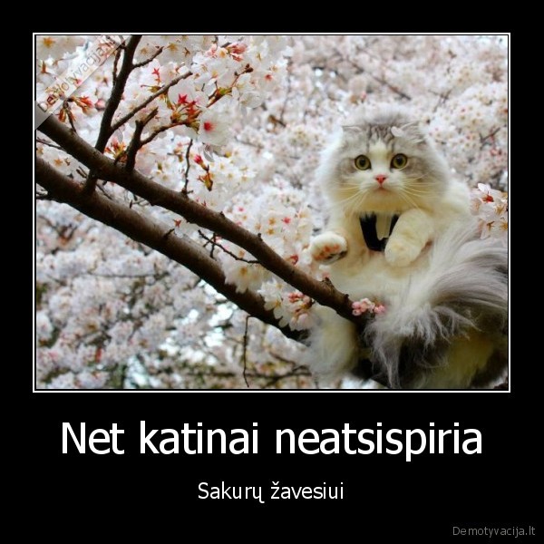 sakuros,juokingas, katinas,katinas, medyje