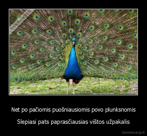 povo, plunksnos