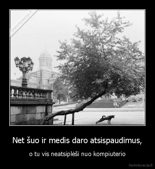 Net šuo ir medis daro atsispaudimus,