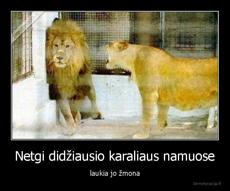 karalius,liutas,meile,liute,agresija,stiprus,galia