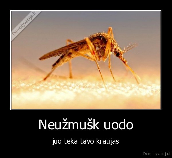 kraujas