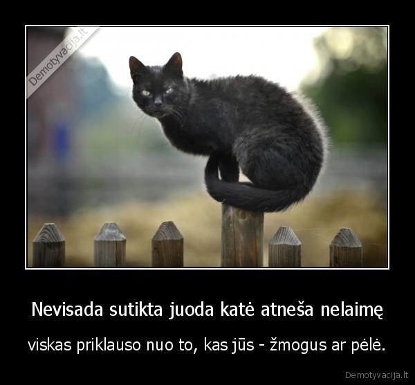 juoda, kate,pele,zmogus