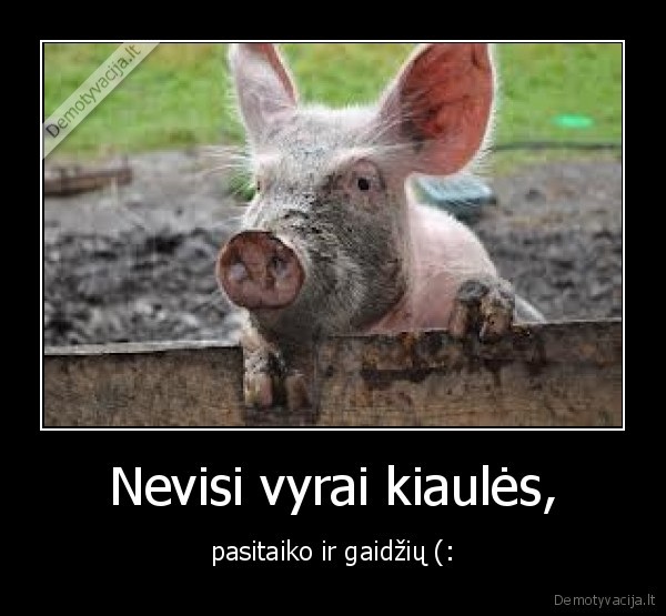 kiaule,vyras,gaidys