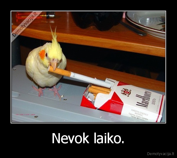 rukymas, zudo