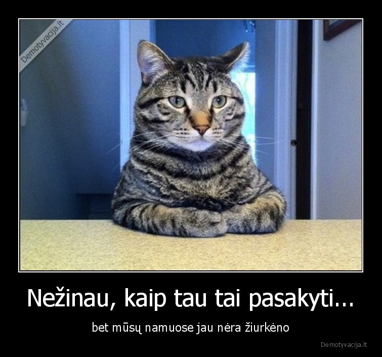 katinas,ziurkenas,nera,tiesa