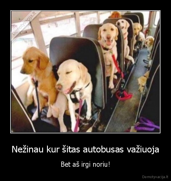 sunu, autobusas,sunys