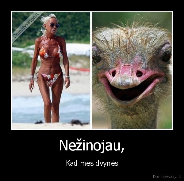 dvynes