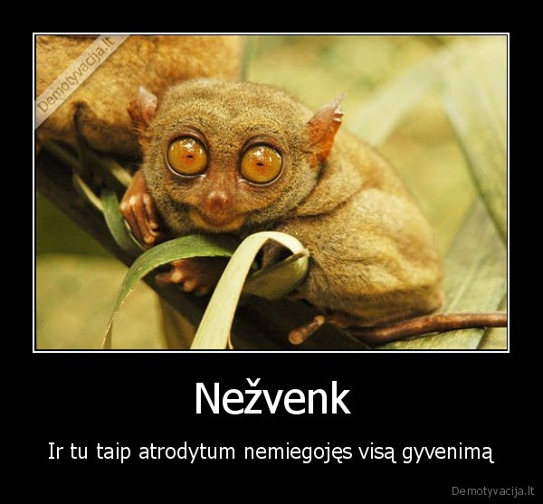 Nežvenk