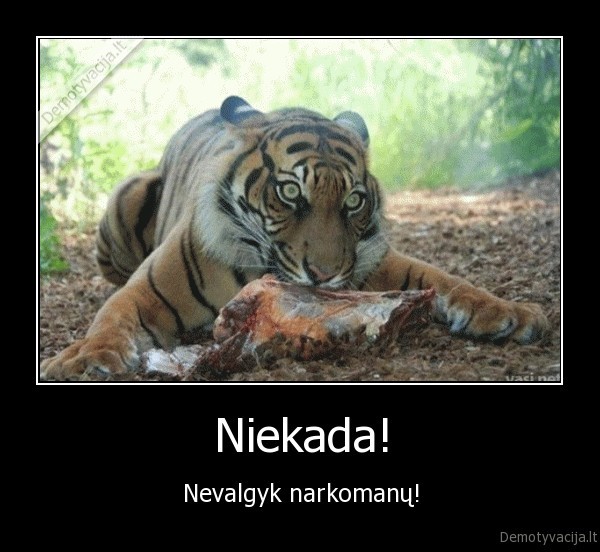 niekada,nevalgyk,valgyti, narkomanus,narkomanai,edantis, tigras