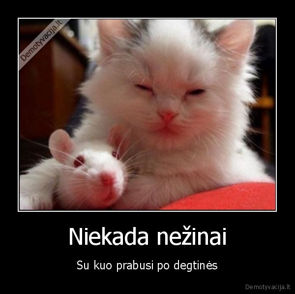Niekada nežinai