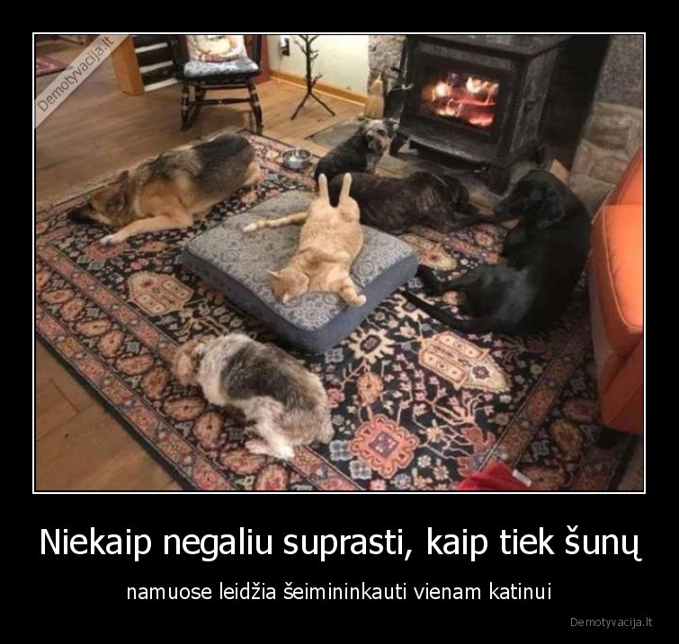 sunys,katinai,kates,suo,augintiniai,gyvunai,kas, namie, seimininkas