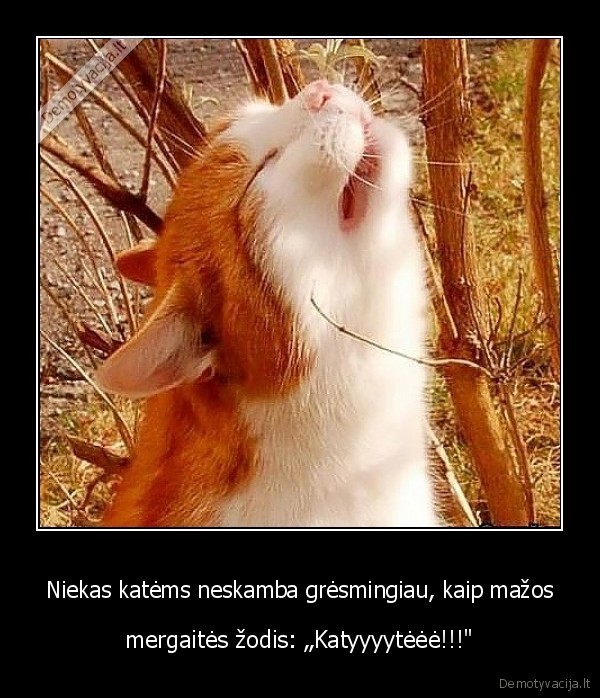 Niekas katėms neskamba grėsmingiau, kaip mažos