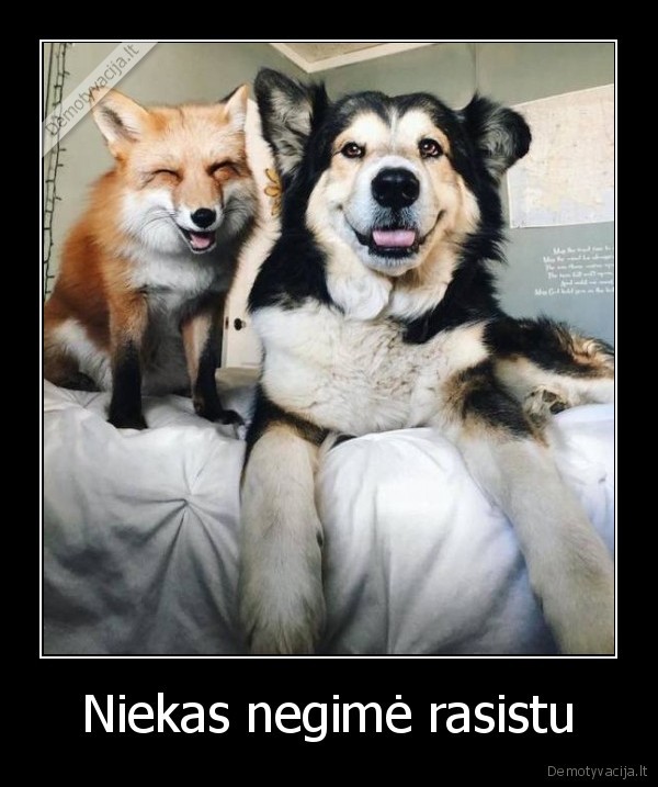 lape,suo,draugai