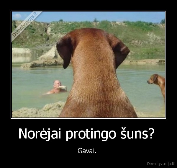 Norėjai protingo šuns? 
