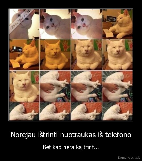 katino, nuotraukos,katiniukas