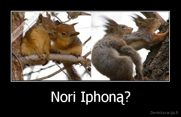 iphone,padovanoti, iphone
