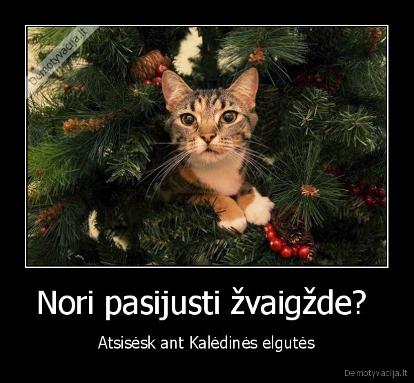 zvaigzde