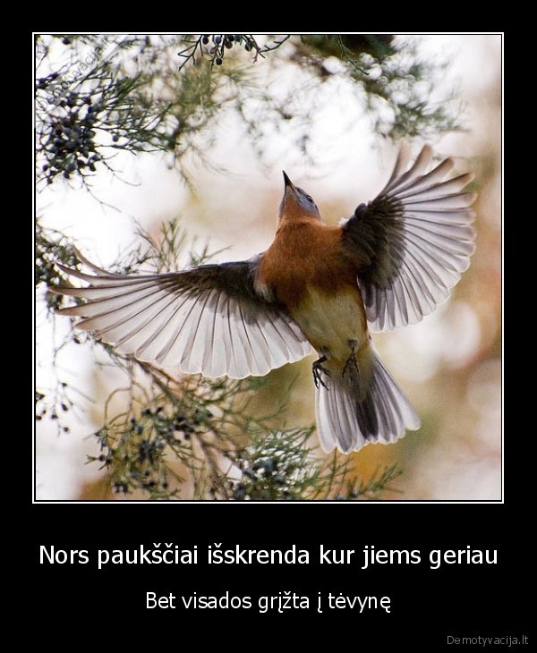 paukstis