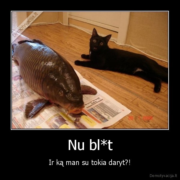 katinas,masto
