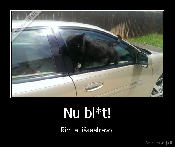 kastruotas, katinas,katinas, pries, veidrodi