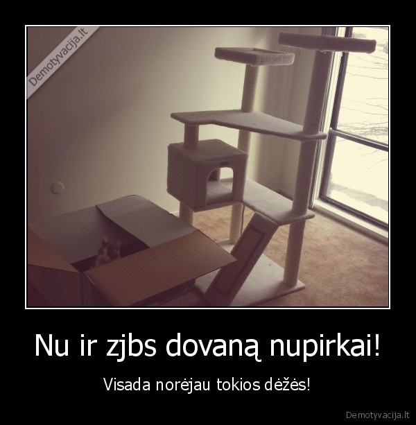 laimingas, katinas,katinas, dezeje