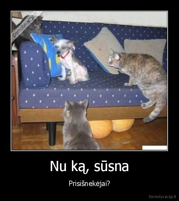 Nu ką, sūsna