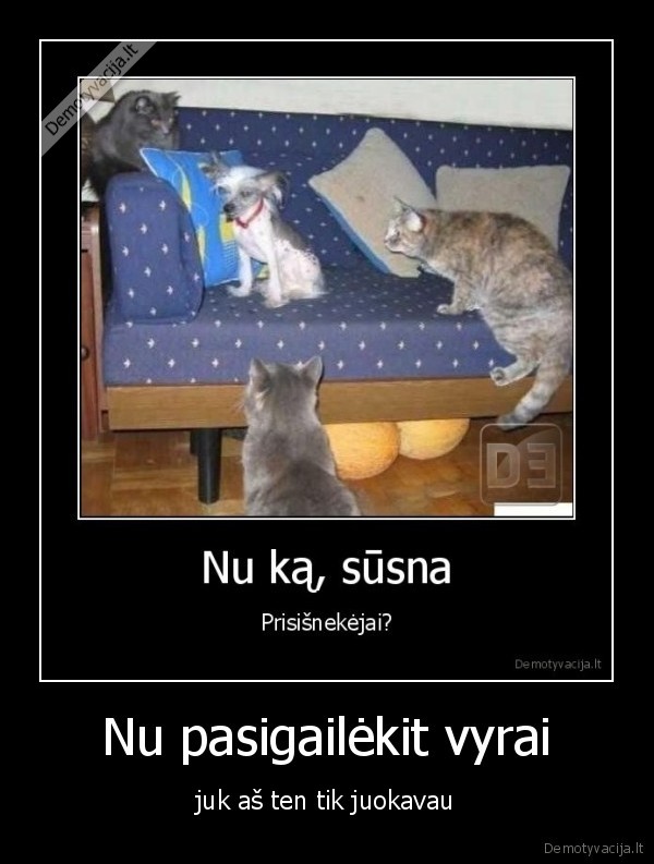 gaidys, gaidys, sorry, cia, ne, ant, taves