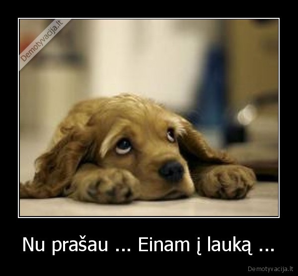 grazus,gyvunas,moka,prasyti,ne,zodziais