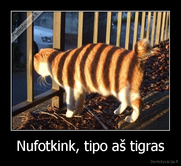 katinas