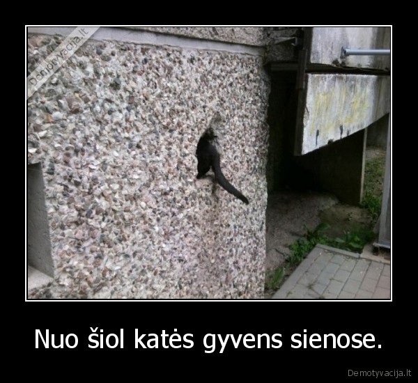 Nuo šiol katės gyvens sienose.