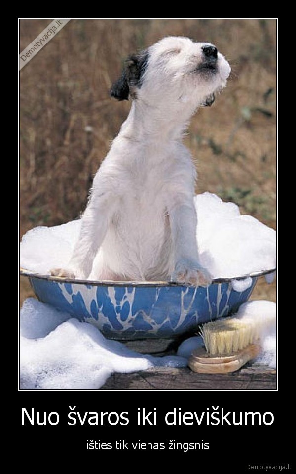 dog, suo, dzonas, veslis