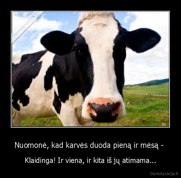 karves,mesa,pienas,atimti,nuomone