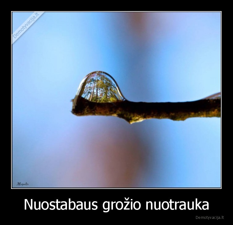 grozis,nuotrauka,lasas