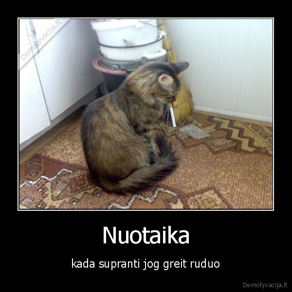 nuotaika,katinas,ruko
