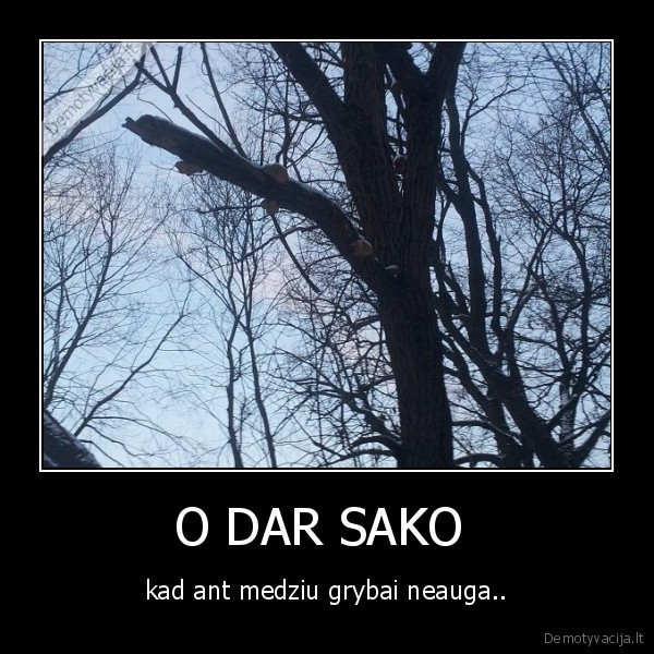O DAR SAKO 