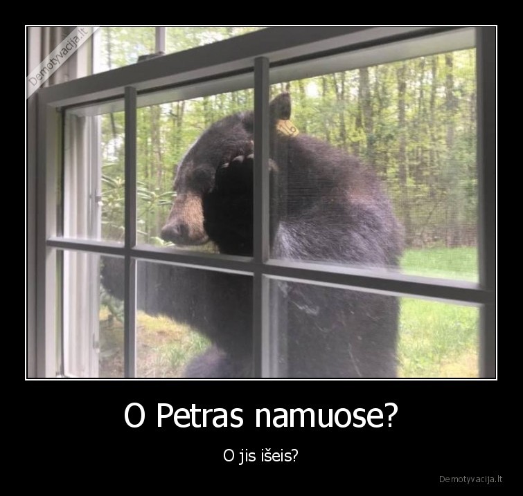 meska,ne, siaureje,pro, langa,langas