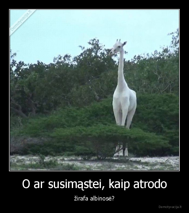zirafas,albinosas,gyvunu,pasaulis