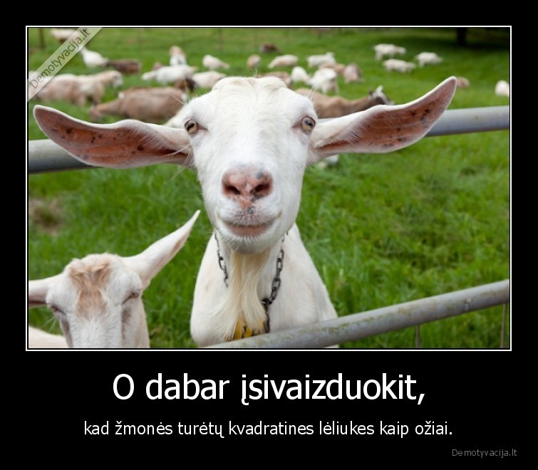 leliuke,akys,ozys