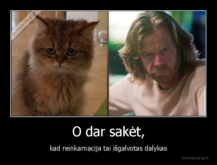 reinkarnacija,antras,gyvenimas,katinas