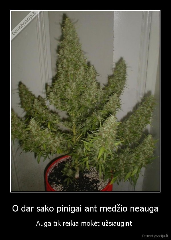 O dar sako pinigai ant medžio neauga
