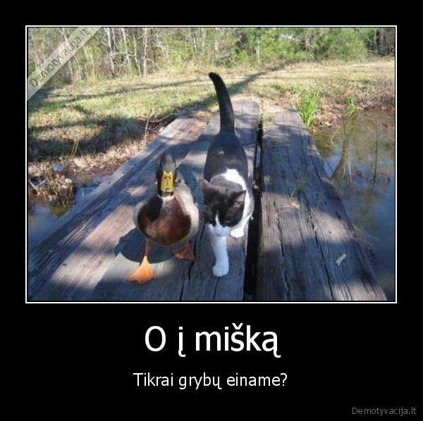 miskas,grybai