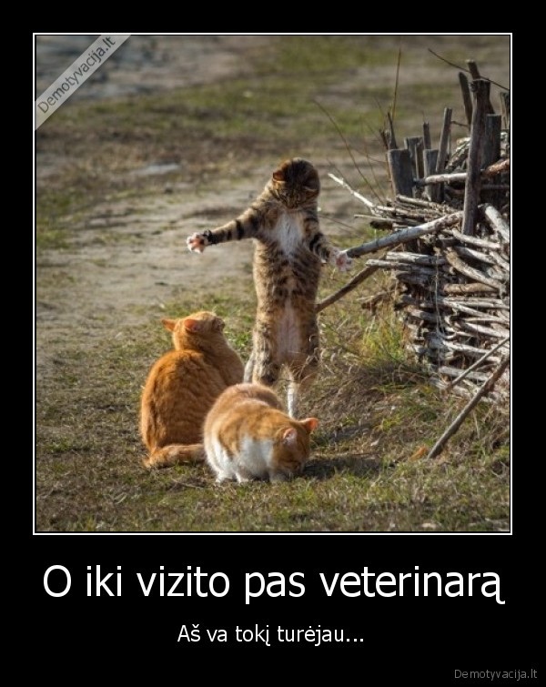 katinai,didelis, penis,didelis, pimpalas