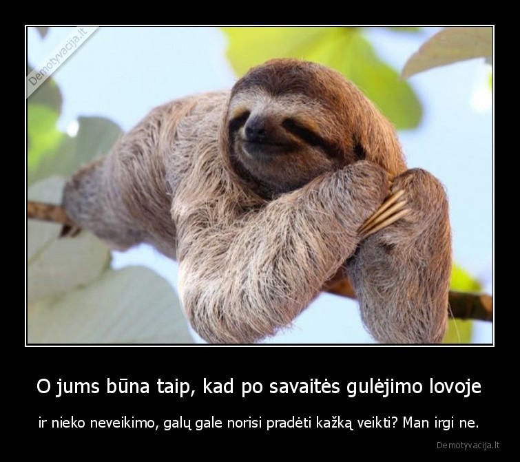 tinginys,veikimas,lova