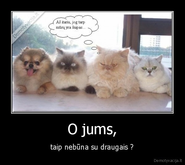 babuynas