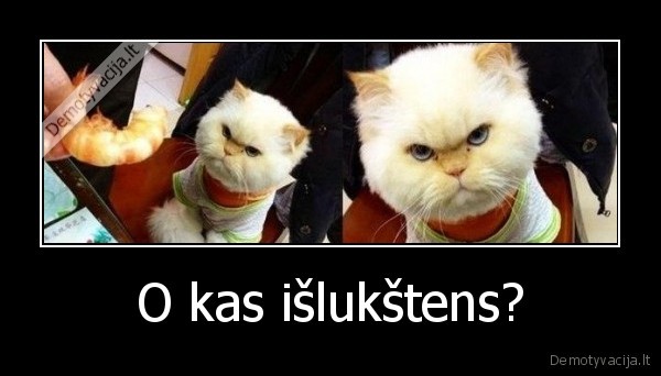 krevete,katinas