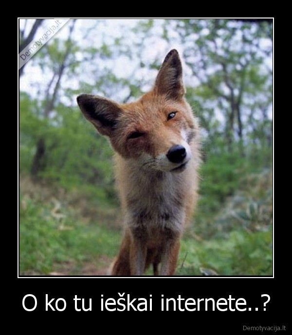 O ko tu ieškai internete..?
