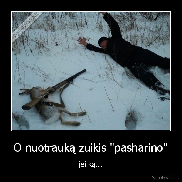 zuikis,nuotrauka